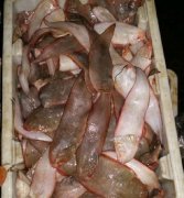 龍利魚(yú)（舌頭魚(yú)）