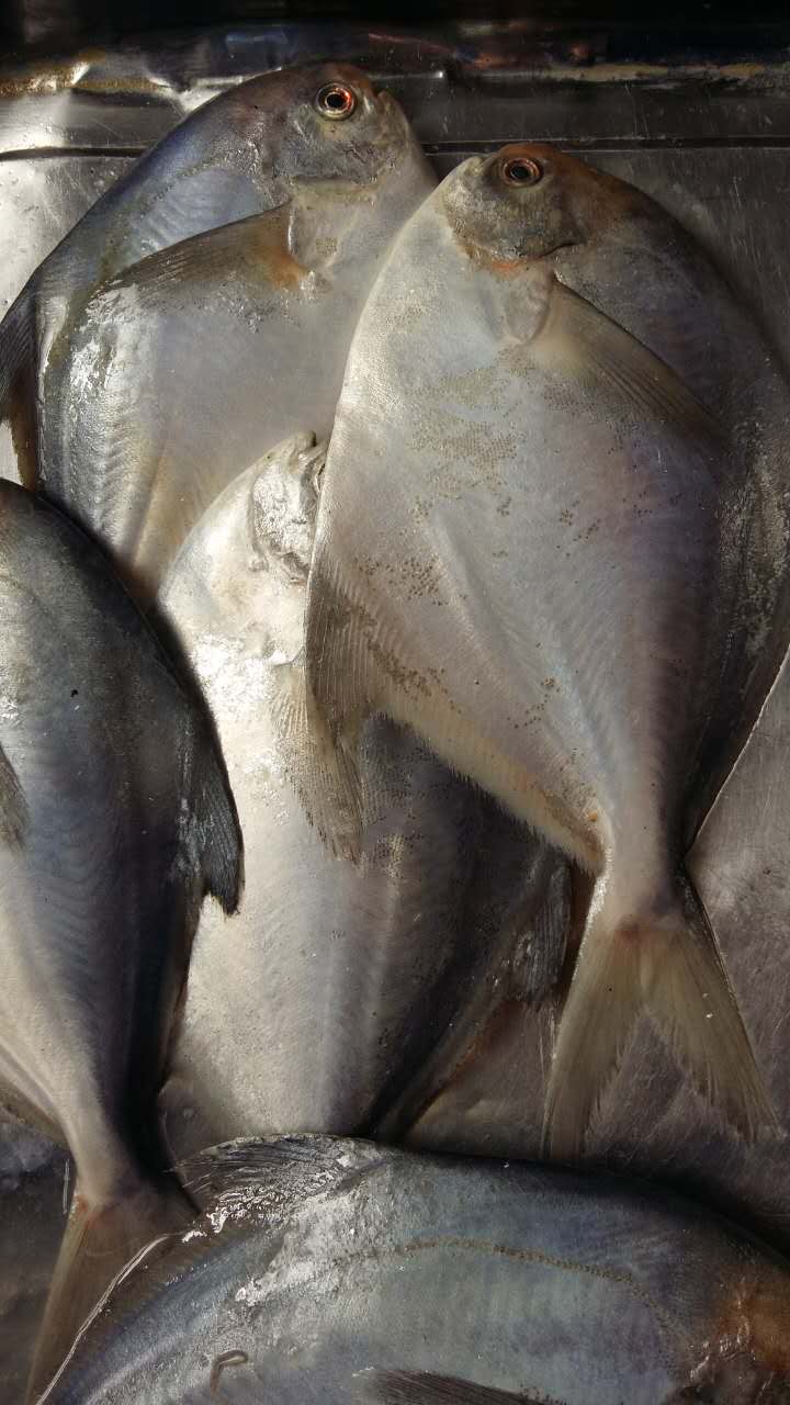 鯧魚